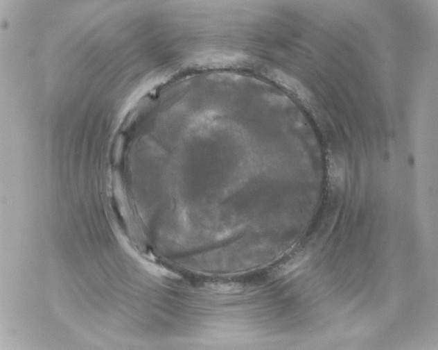 X0000070340582200607072015