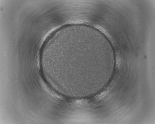 X0000070340584200607072015