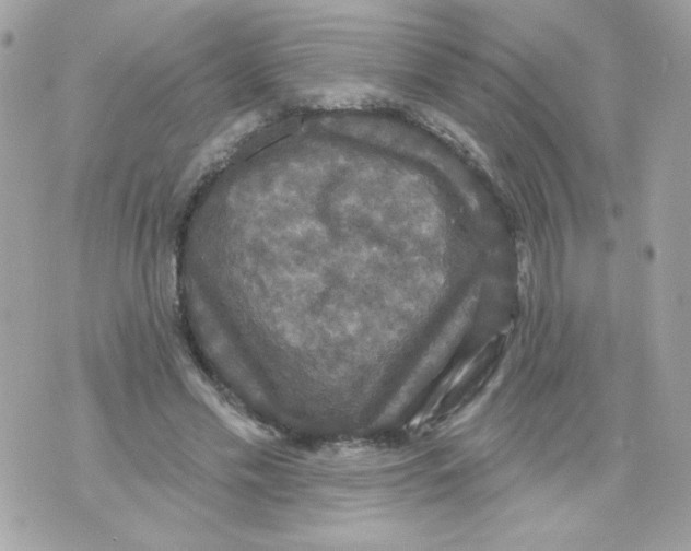 X0000070340589200607072015