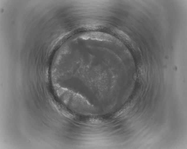 X0000070340596200607072015