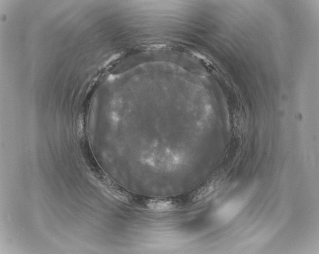 X0000070340602200607072015