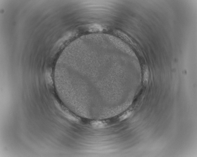 X0000070340616200607072014