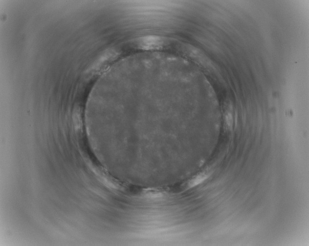 X0000070340620200607072014