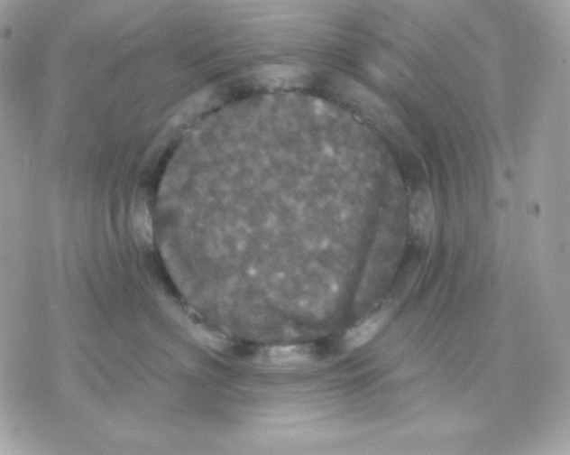 X0000070340622200607072014