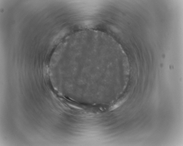 X0000070340624200607072014