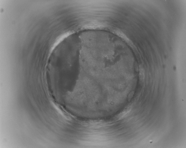 X0000070340626200607072013