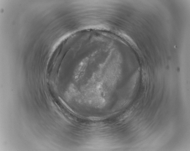 X0000070340628200607072013