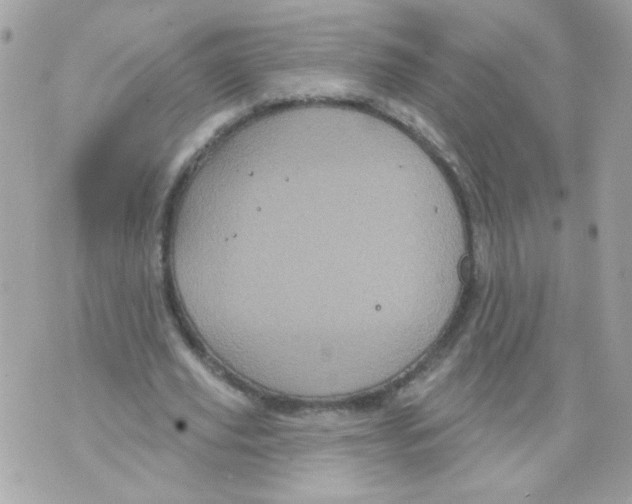 X0000070340629200607072013