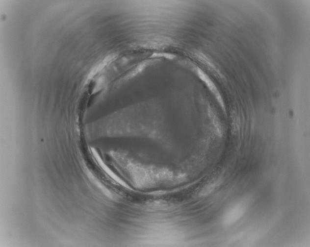 X0000070340634200607072014