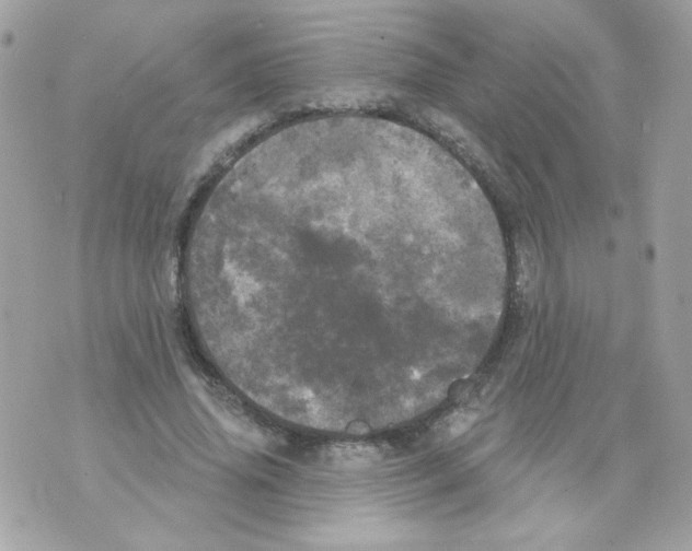 X0000070340636200607072014