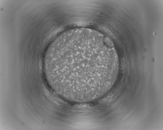 X0000070340639200607072014