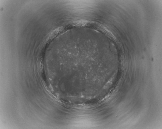 X0000070340641200607072014