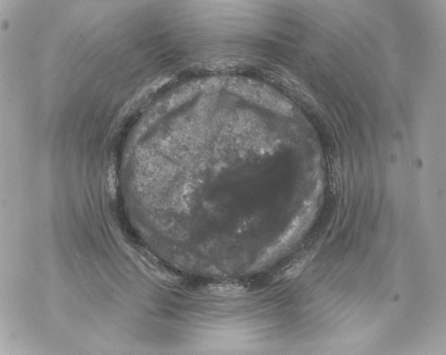 X0000070340644200607072014