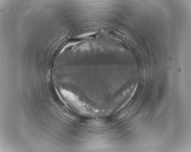 X0000070340652200607072014