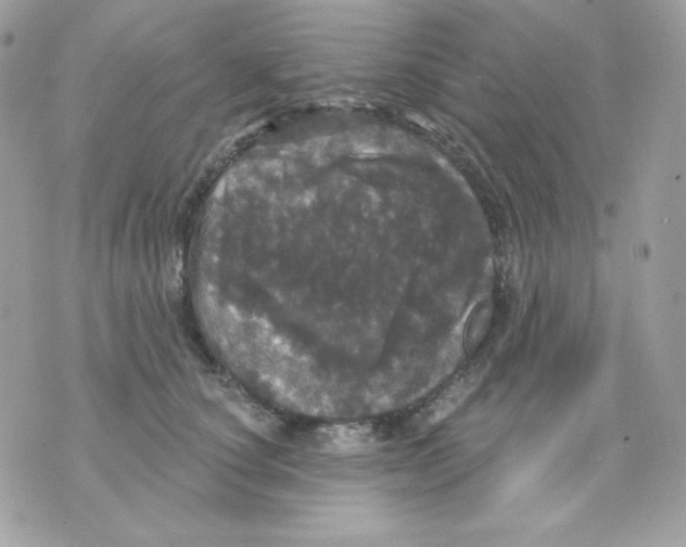 X0000070340660200607072014