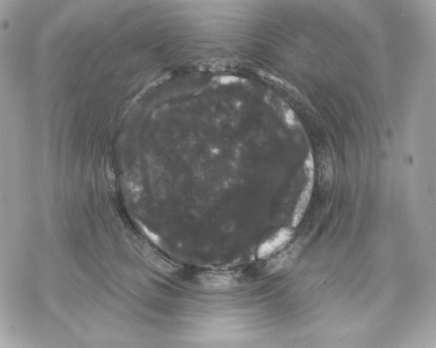 X0000070340661200607072014