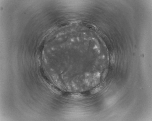 X0000070340666200607072014