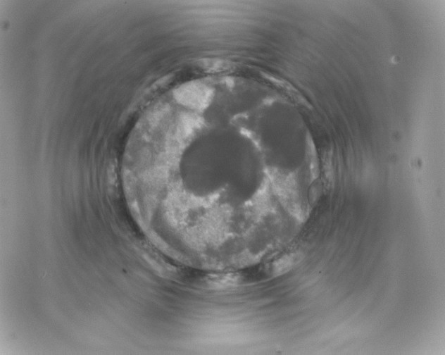 X0000070340667200607072014