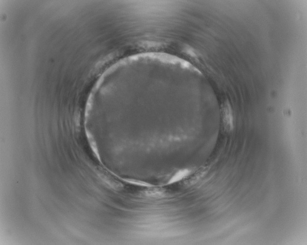 X0000070340668200607072014