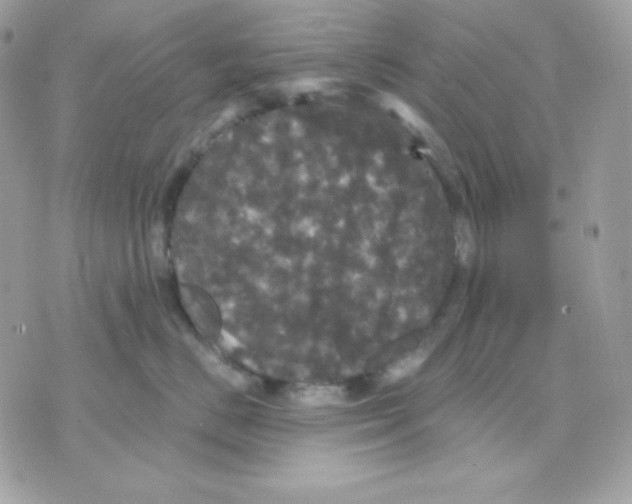 X0000070340670200607072014