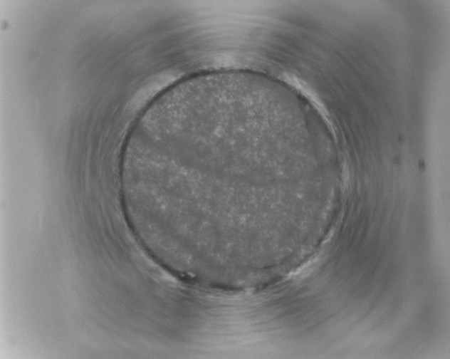 X0000070340673200607072013