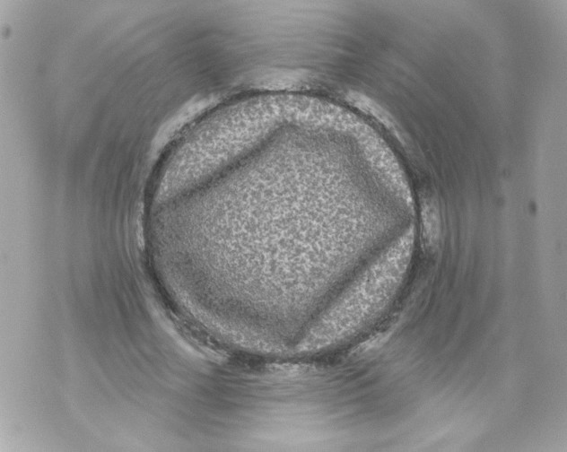 X0000070340682200607072013