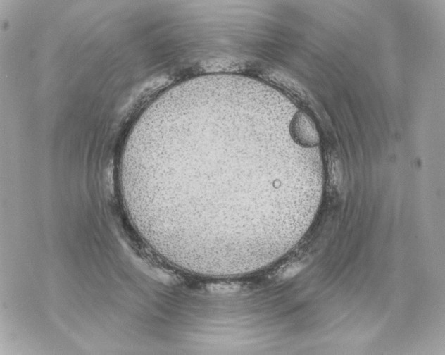 X0000070340690200607072013