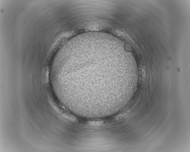 X0000070340694200607072013