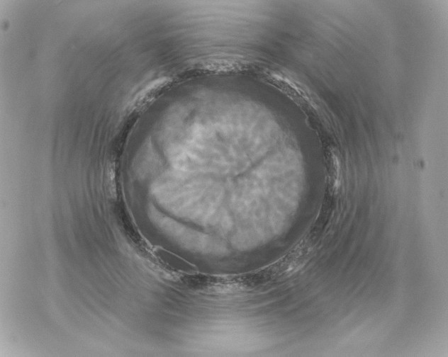 X0000070340696200607072013