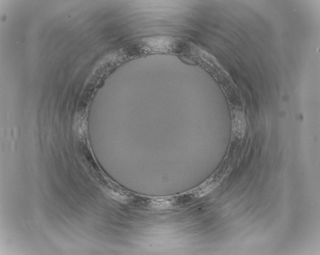 X0000070340701200607072013