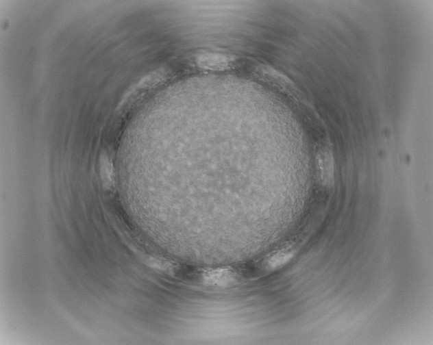 X0000070340705200607072013