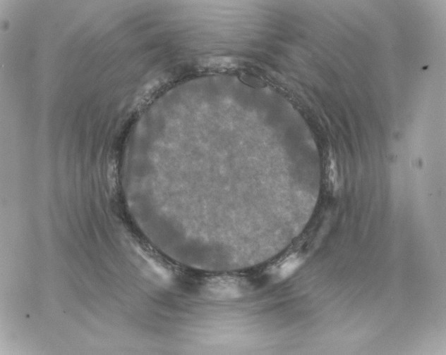 X0000070340708200607072013