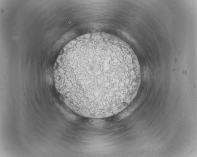 X0000070340719200607072013