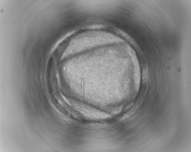 X0000070340722200607072012