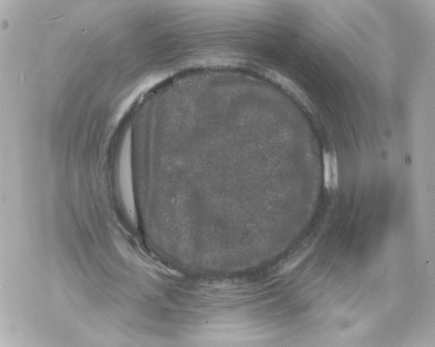 X0000070340723200607072012