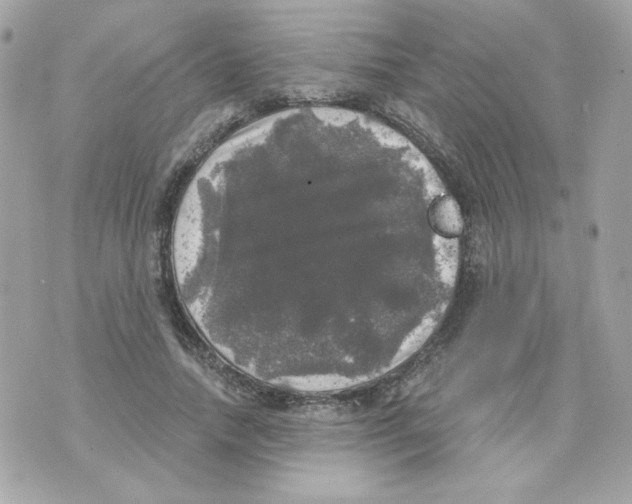 X0000070340738200607072012