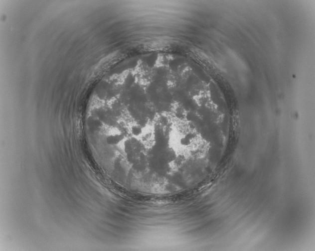 X0000070340741200607072012