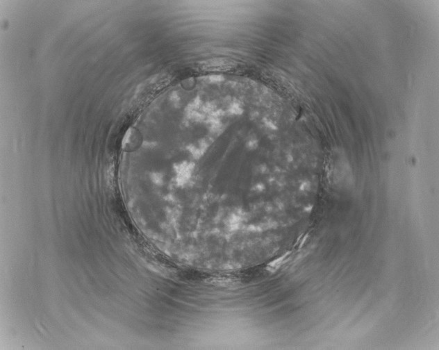 X0000070340745200607072012