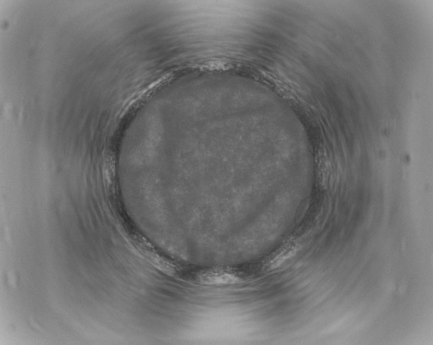 X0000070340747200607072012