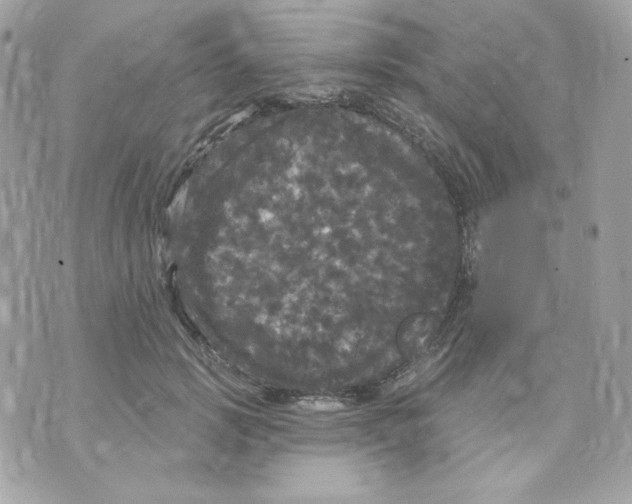 X0000070340749200607072012