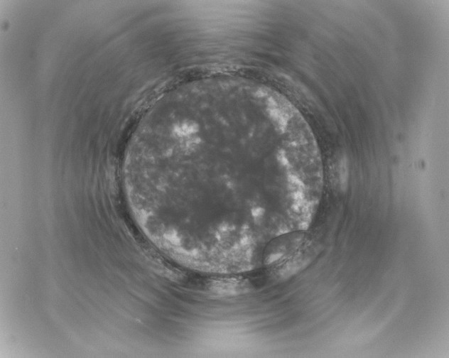 X0000070340757200607072012