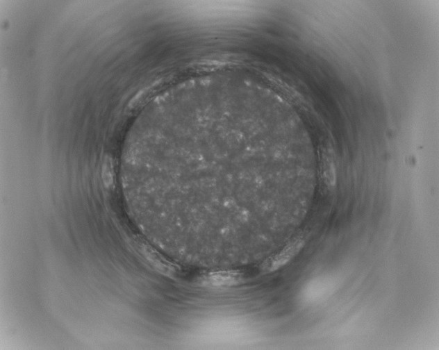 X0000070340758200607072012