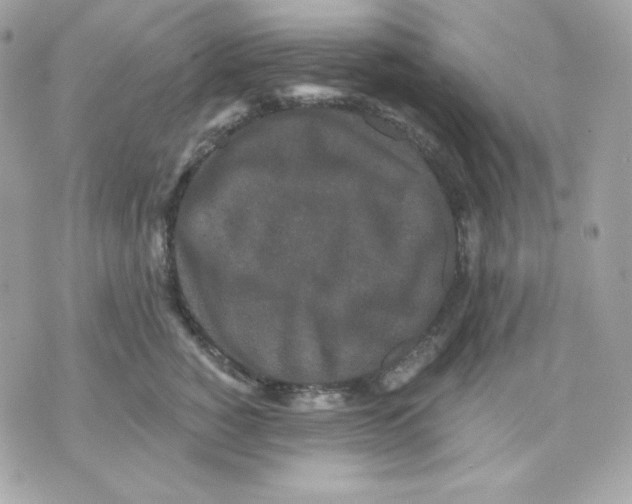 X0000070340760200607072013