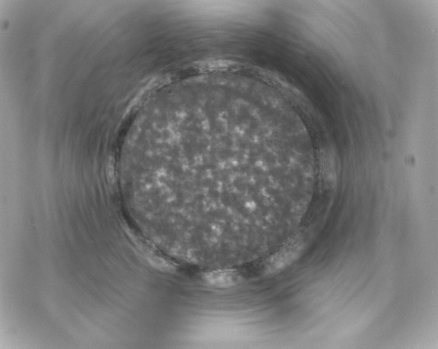 X0000070340761200607072013