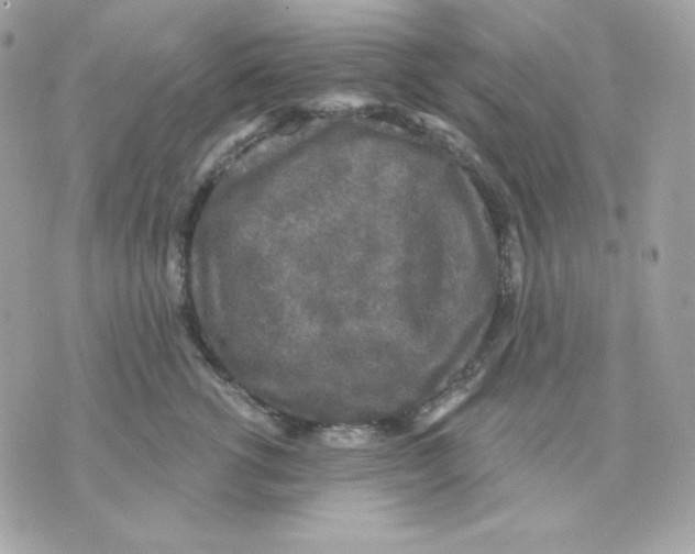 X0000070340762200607072013