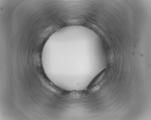 X0000070340764200607072013