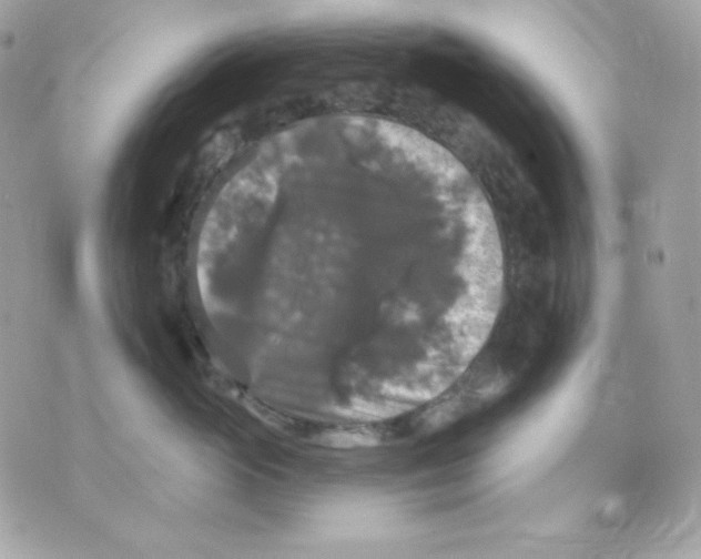 X0000070340765200607072013