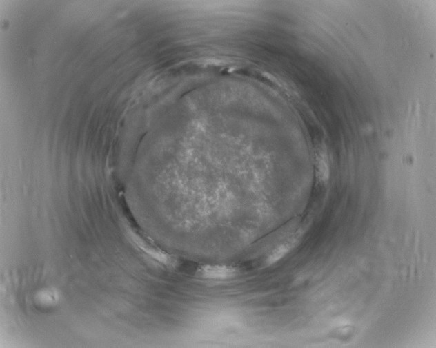 X0000070340766200607072013