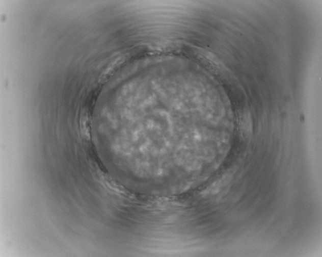 X0000070340770200607072012