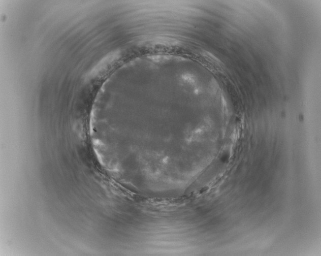 X0000070340774200607072012